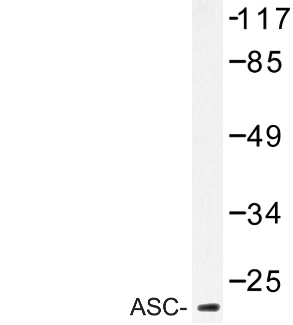 Western blot of ASC (E13) pAb in extracts from RAW264.7 cells.