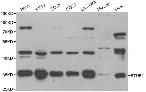 Western blot of STUB1 pAb in extracts from Hela, PC12, COS1, COS7, OVCAR3 cells and mouse muscle,liver tissues.
