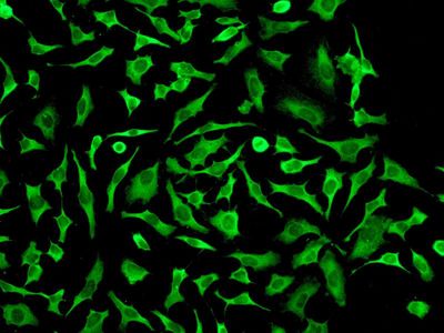 Immunofluorescent staining of HeLa cells using anti-STUB1 antibody.