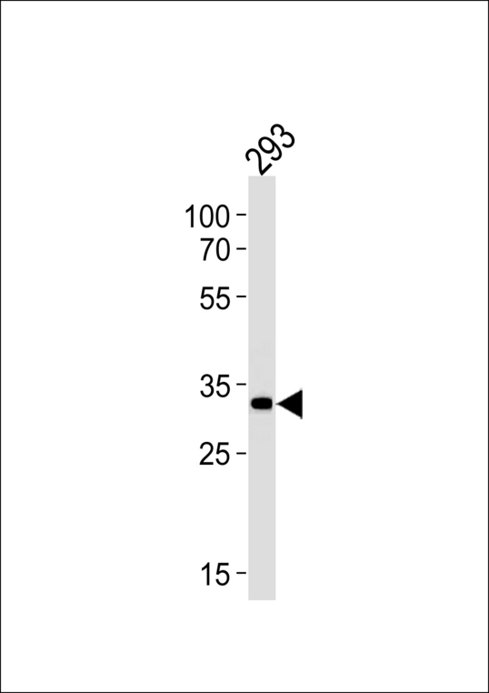 STUB1 Antibody western blot of 293 cell line lysates (35 ug/lane). The STUB1 antibody detected the STUB1 protein (arrow).