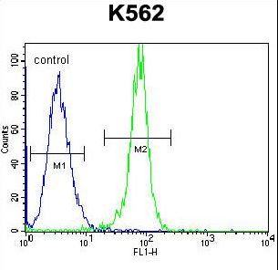 STUB1 Antibody flow cytometry of K562 cells (right histogram) compared to a negative control cell (left histogram). FITC-conjugated goat-anti-rabbit secondary antibodies were used for the analysis.
