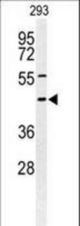 Western blot of STX1A Antibody in 293 cell line lysates (35 ug/lane). STX1A (arrow) was detected using the purified antibody.
