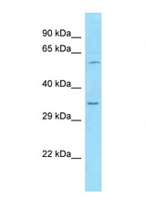 STX2 / Syntaxin 2 antibody LS-C146529 Western blot of Mouse Liver lysate. Antibody concentration 1 ug/ml.