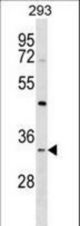 STX2 Antibody western blot of 293 cell line lysates (35 ug/lane). The STX2 antibody detected the STX2 protein (arrow).