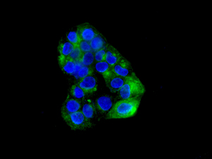 Immunofluorescent staining of HepG2 cells using anti-STX3 / Syntaxin 3 antibody.