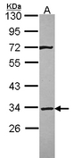 Sample (30 ug of whole cell lysate). A: A431 . 10% SDS PAGE. STX4 / Syntaxin 4 antibody diluted at 1:3000.