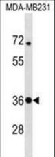 STX4 Antibody western blot of MDA-MB231 cell line lysates (35 ug/lane). The STX4 antibody detected the STX4 protein (arrow).