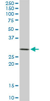 STX4A monoclonal antibody (M02), clone 6A1. Western blot of STX4A expression in NIH/3T3.
