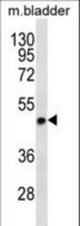 STX5 Antibody western blot of mouse bladder tissue lysates (35 ug/lane). The STX5 antibody detected the STX5 protein (arrow).