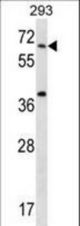 STXBP2 Antibody western blot of 293 cell line lysates (35 ug/lane). The STXBP2 antibody detected the STXBP2 protein (arrow).