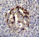 STXBP3 Antibody immunohistochemistry of formalin-fixed and paraffin-embedded human pancreas tissue followed by peroxidase-conjugated secondary antibody and DAB staining.