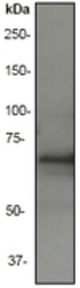 Western blot analysis on human skeletal lysate using anti-Synip antibody, dilution 1:20000.