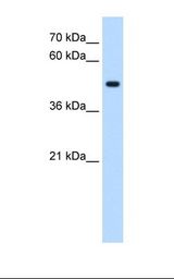 HepG2 cell lysate. Antibody concentration: 0.25 ug/ml. Gel concentration: 12%.
