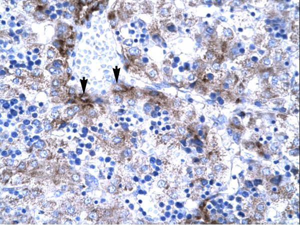SUB1 antibody LS-C30563 was used in IHC to stain formalin-fixed, paraffin-embedded human liver.