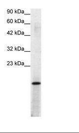 HepG2 Cell Lysate