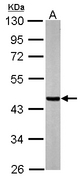 Sample (20 ug of whole cell lysate). A: mouse brain. 10% SDS PAGE. SUCLA2 antibody diluted at 1:20000.