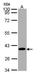 Sample (30 ug of whole cell lysate). A: A431. 10% SDS PAGE. SUCLG1 / GALPHA antibody diluted at 1:1000