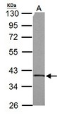 SUCLG1 antibody detects SUCLG1 protein by Western blot analysis. A.50 ug rat brain lysate/extract. 10 % SDS-PAGE. SUCLG1 antibody dilution:1:3000