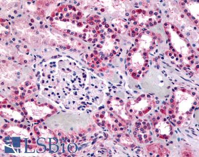 Anti-GPR91 antibody LS-A2112 IHC of human kidney. Immunohistochemistry of formalin-fixed, paraffin-embedded tissue after heat-induced antigen retrieval.