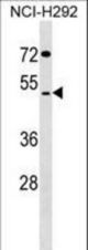 SUDS3 Antibody western blot of NCI-H292 cell line lysates (35 ug/lane). The SUDS3 antibody detected the SUDS3 protein (arrow).