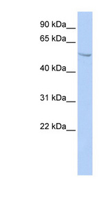 SUFU antibody LS-C109732 Western blot of HepG2 cell lysate.