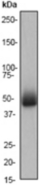 Western blot analysis on LnCaP cell lysate using anti-SuFu antibody, dilution 1:200.