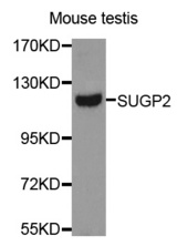 Western blot analysis of extracts of Mouse testis cell line, using SUGP2 antibody.