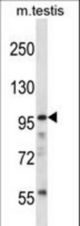 SFRS14 Antibody western blot of mouse testis tissue lysates (35 ug/lane). The SFRS14 antibody detected the SFRS14 protein (arrow).