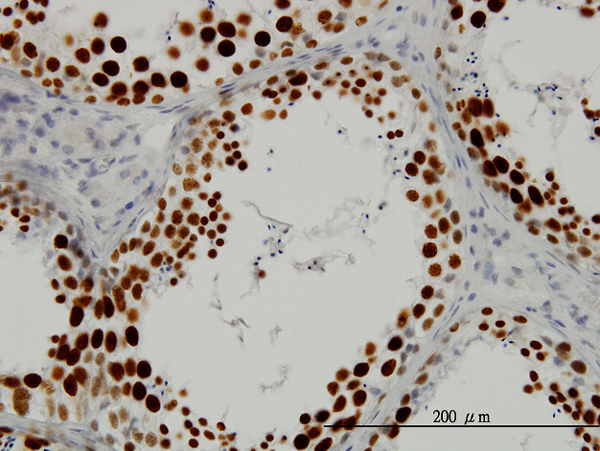 Immunoperoxidase of monoclonal antibody to SFRS14 on formalin-fixed paraffin-embedded human testis. [antibody concentration 3 ug/ml]