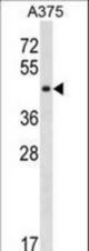 SUGT1 Antibody western blot of A375 cell line lysates (35 ug/lane). The SUGT1 antibody detected the SUGT1 protein (arrow).