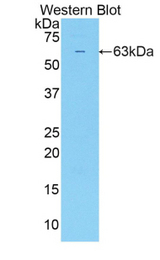 Western blot of recombinant SULF2 / Sulfatase 2.