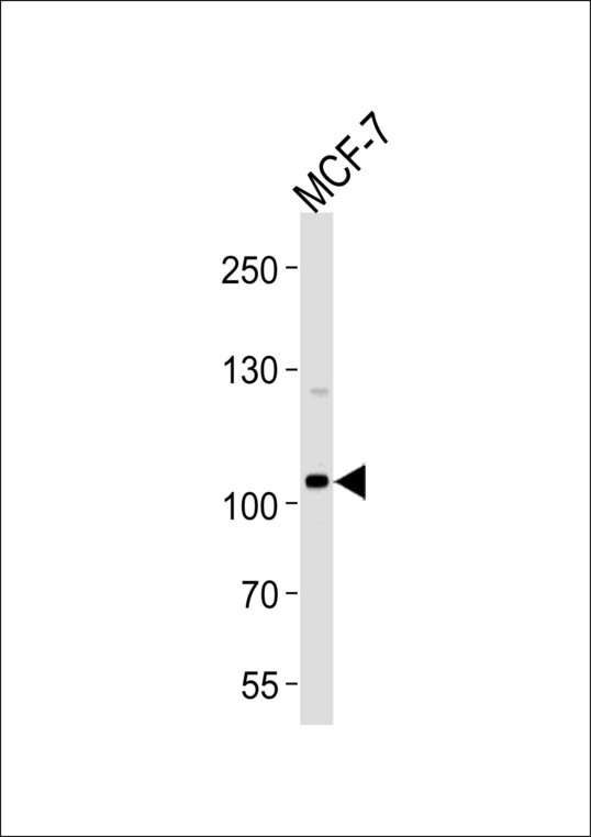 Western blot of lysate from MCF-7 cell line, using SULF2 Antibody. Antibody was diluted at 1:1000 at each lane. A goat anti-rabbit IgG H&L (HRP) at 1:5000 dilution was used as the secondary antibody. Lysate at 35ug per lane.