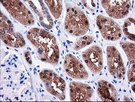 IHC of paraffin-embedded Human Kidney tissue using anti-SULT1C2 mouse monoclonal antibody. (Heat-induced epitope retrieval by 10mM citric buffer, pH6.0, 100C for 10min).