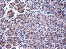 IHC of paraffin-embedded Human pancreas tissue using anti-SULT1C2 mouse monoclonal antibody. (Heat-induced epitope retrieval by 10mM citric buffer, pH6.0, 100C for 10min).