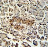 SUMF1 Antibody immunohistochemistry of formalin-fixed and paraffin-embedded human pancreas tissue followed by peroxidase-conjugated secondary antibody and DAB staining.