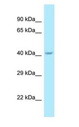 SUMF1 antibody Western Blot of Fetal Liver.