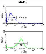 PRPF19 Antibody flow cytometry of MCF-7 cells (bottom histogram) compared to a negative control cell (top histogram). FITC-conjugated goat-anti-rabbit secondary antibodies were used for the analysis.