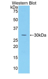 Western blot of recombinant SUMF1.
