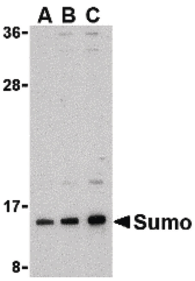 Western blot of sumo in HL-60 cell lysate with sumo antibody at (A) 0.5, (B) 1, and (C) 2 ug/ml.