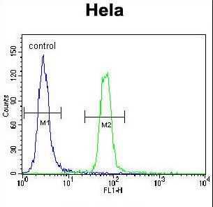 SUMO1 Antibody flow cytometry of HeLa cells (right histogram) compared to a negative control cell (left histogram). FITC-conjugated goat-anti-rabbit secondary antibodies were used for the analysis.