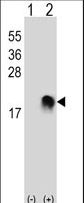 Western blot of SUMO2/3 (arrow) using rabbit polyclonal SUMO2/3 Antibody (M1). 293 cell lysates (2 ug/lane) either nontransfected (Lane 1) or transiently transfected (Lane 2) with the SUMO2/3 gene.