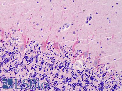 Anti-SUMO2/SUMO3 antibody IHC of human cerebellum. Immunohistochemistry of formalin-fixed, paraffin-embedded tissue after heat-induced antigen retrieval. Antibody LS-B4753 concentration 5 ug/ml.