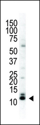 The anti-SUMO2/3 C-term antibody is used in Western blot to detect SUMO2/3 in HeLa cell lysate.