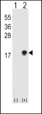 Western blot of SUMO2/3 (arrow) using rabbit polyclonal SUMO2/3 Antibody (Q65). 293 cell lysates (2 ug/lane) either nontransfected (Lane 1) or transiently transfected (Lane 2) with the SUMO2/3 gene.