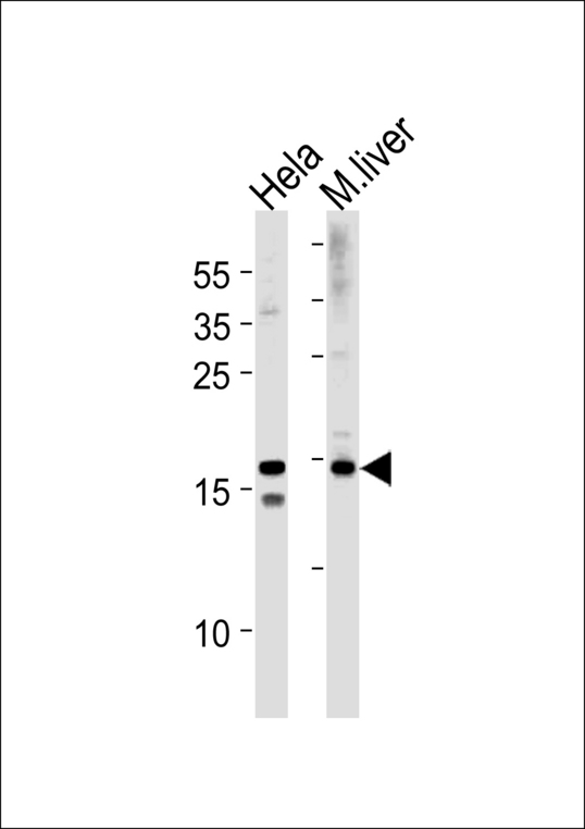 SUMO2/3 Antibody western blot of HeLa cell line and mouse liver tissue lysates (35 ug/lane). The SUMO2/3 antibody detected the SUMO2/3 protein (arrow).
