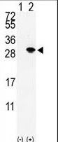 Western blot of SUMO3 (arrow) using rabbit polyclonal SUMO2/3 Antibody. 293 cell lysates (2 ug/lane) either nontransfected (Lane 1) or transiently transfected with the SUMO3 gene (Lane 2) (Origene Technologies).