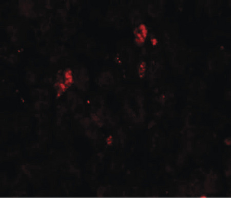 Immunofluorescence of SUMO2/3 in rat liver tissue with SUMO2/3 antibody at 20 ug/ml.