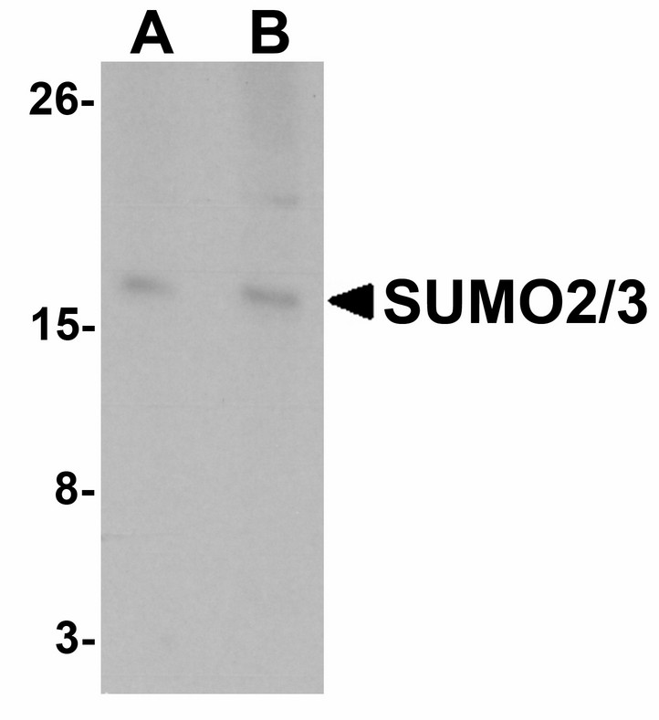 Western blot of SUMO3 in rat liver tissue lysate with SUMO3 antibody at (A) and (B) 2 ug/ml.