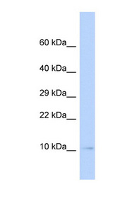 SUMO3 antibody LS-C102761 Western blot of MCF7 cell lysate.
