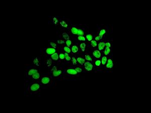 Immunofluorescent staining of HepG2 cells using anti-SUMO4 antibody.